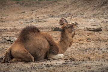 Camel is rotten in the desert and roars around