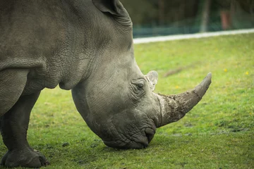 Crédence de cuisine en verre imprimé Rhinocéros Rhino goes on meadow walk