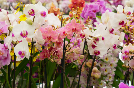 Bunch of orchids © neirfy