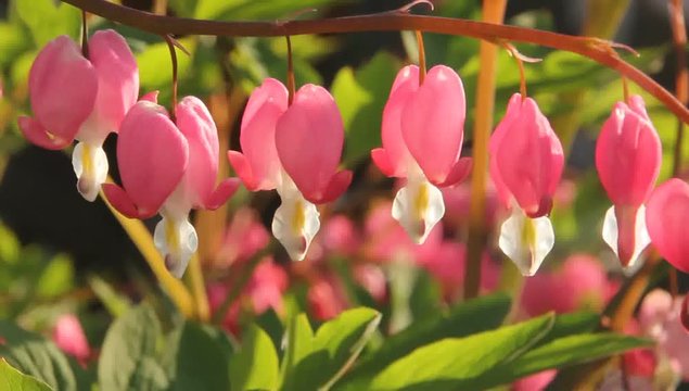 Dicentra.
Dicentra - always attracts its original form.