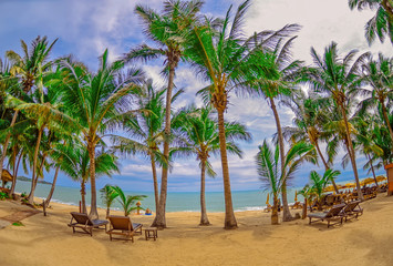 Panoramic view of tropical beach with coconut palm trees. Koh Samui, Thailand