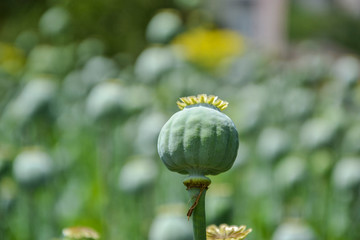 Unripe green poppies heads. Poppy-heads field