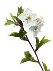 Obraz na płótnie Canvas Cherry blossom on isolated white background.Bunches of white cherry
