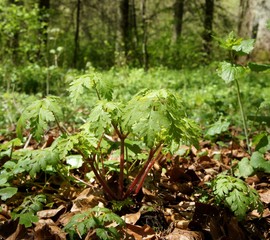 Ruprechtskraut, Geranium robertianum, Stinkstorchschnabel