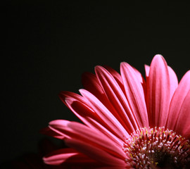 'gerbera fucsia. sfondo nero'.