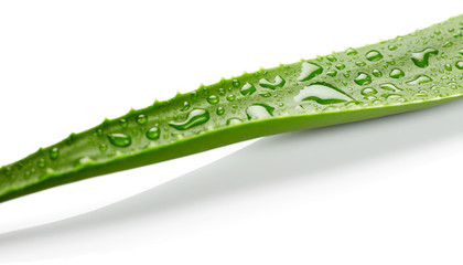 Aloe vera leaf with drops of water