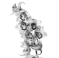 Orchid flowers © Nik_Merkulov