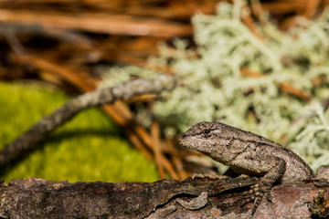 Eastern Fence Lizard