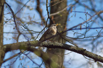 Song Thrush     in the forest.