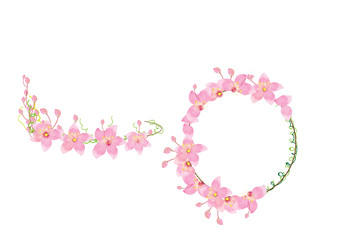 crown pink  flowers isolated on white background,