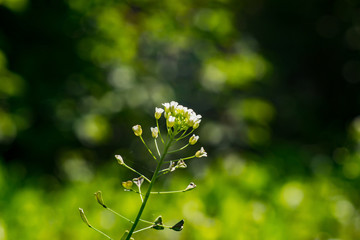 Closeup of grass Chickweed (Stellaria media) during flowering