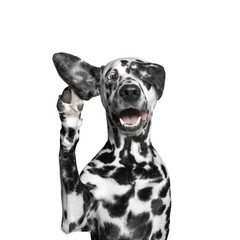 dog close his eye and listens attentively to his owner