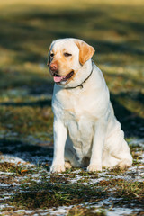 Beautiful White Labrador Dog Sit Outdoor