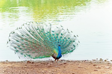 lateral surface of peacock, beautiful peahen bird walking on riverside  