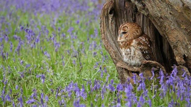 Tawny Owl (Strix aluco) Sitting in Tree Hollow in a Bluebell Wood