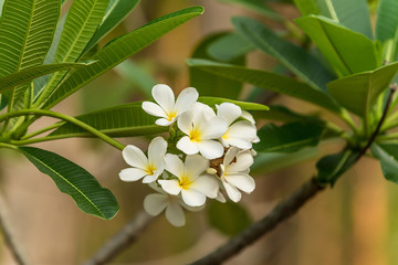 Fototapeta premium Beautiful flowers plumeria or frangipani on tree & green leaf background