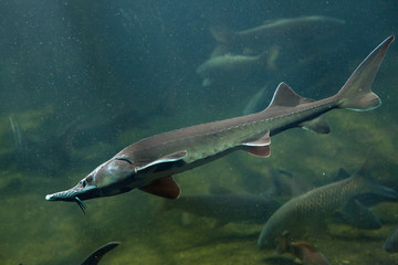 Siberian sturgeon (Acipenser baerii).