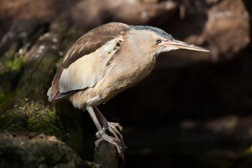 Little bittern (Ixobrychus minutus).