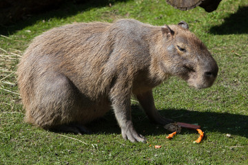 Capybara (Hydrochoerus hydrochaeris).