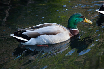 Wild duck (Anas platyrhynchos).