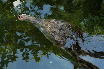 False gharial (Tomistoma schlegelii).