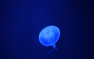 Naklejka na ściany i meble Glowing jellyfish in the dark