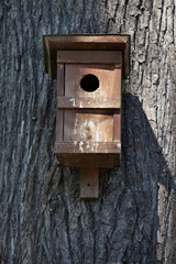 Nest box on a tree