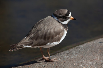 Ringed plover (Charadrius hiaticula).