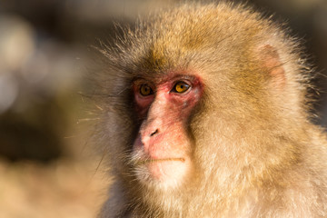 Snow monkey with thick fur