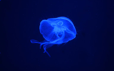 Glowing jellyfish in the dark © thaneesa
