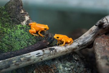 Golden mantella (Mantella aurantiaca).