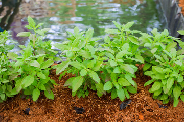 Part of Holy basil pile