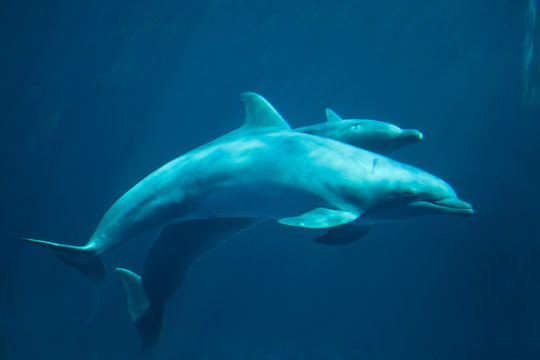 Common bottlenose dolphin (Tursiops truncatus).