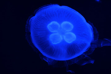 Glowing jellyfish in the dark
