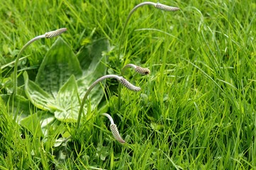 Breitwegerich, Plantago major, Heilkräuter, Homöopathie