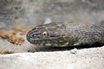 An Aesculapian snake (Zamenis longissima)