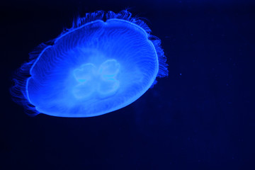 Glowing jellyfish in the dark