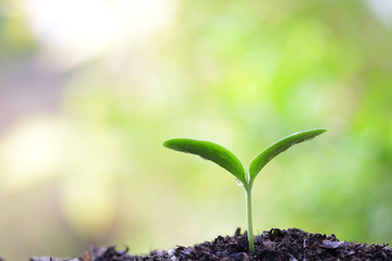 growing  plant