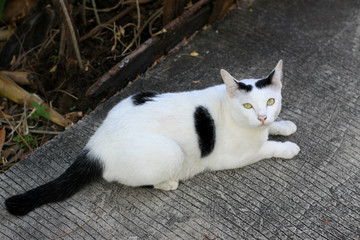 white cat on concrete floor background