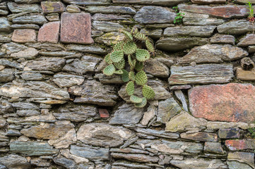 Kaktus Natursteinmauer