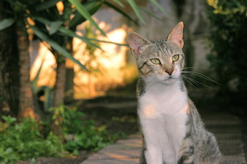 il gatto pensatore