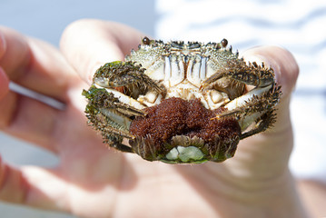 crab with caviar close-up in hand