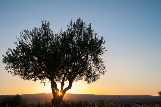 Lonely olive tree at dusk