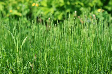 Bright fresh green grass in summer sunny park