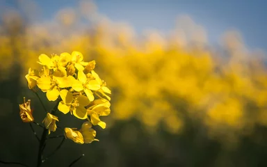 Selbstklebende Fototapeten Koolzaad tegen een koolzaad achtergrond © JoveImages