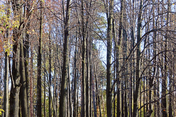 Many black lime trees with yellow foliage at sunny autumn day