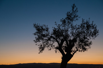 Einsamer Olivenbaum in der Abenddämmerung