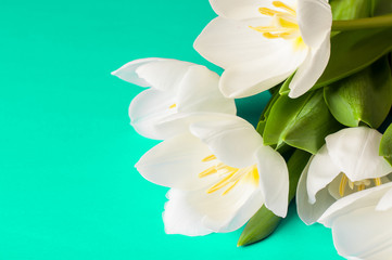 Close up white tulip on beautiful green background with copy spa