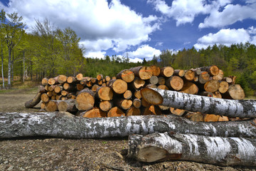 Wooden Logs with Forest © Jurek Adamski