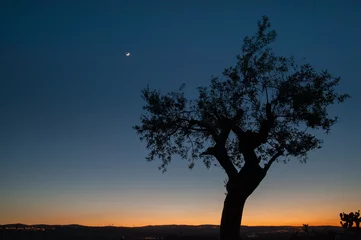 Peel and stick wall murals Olive tree Lonely olive tree at dusk